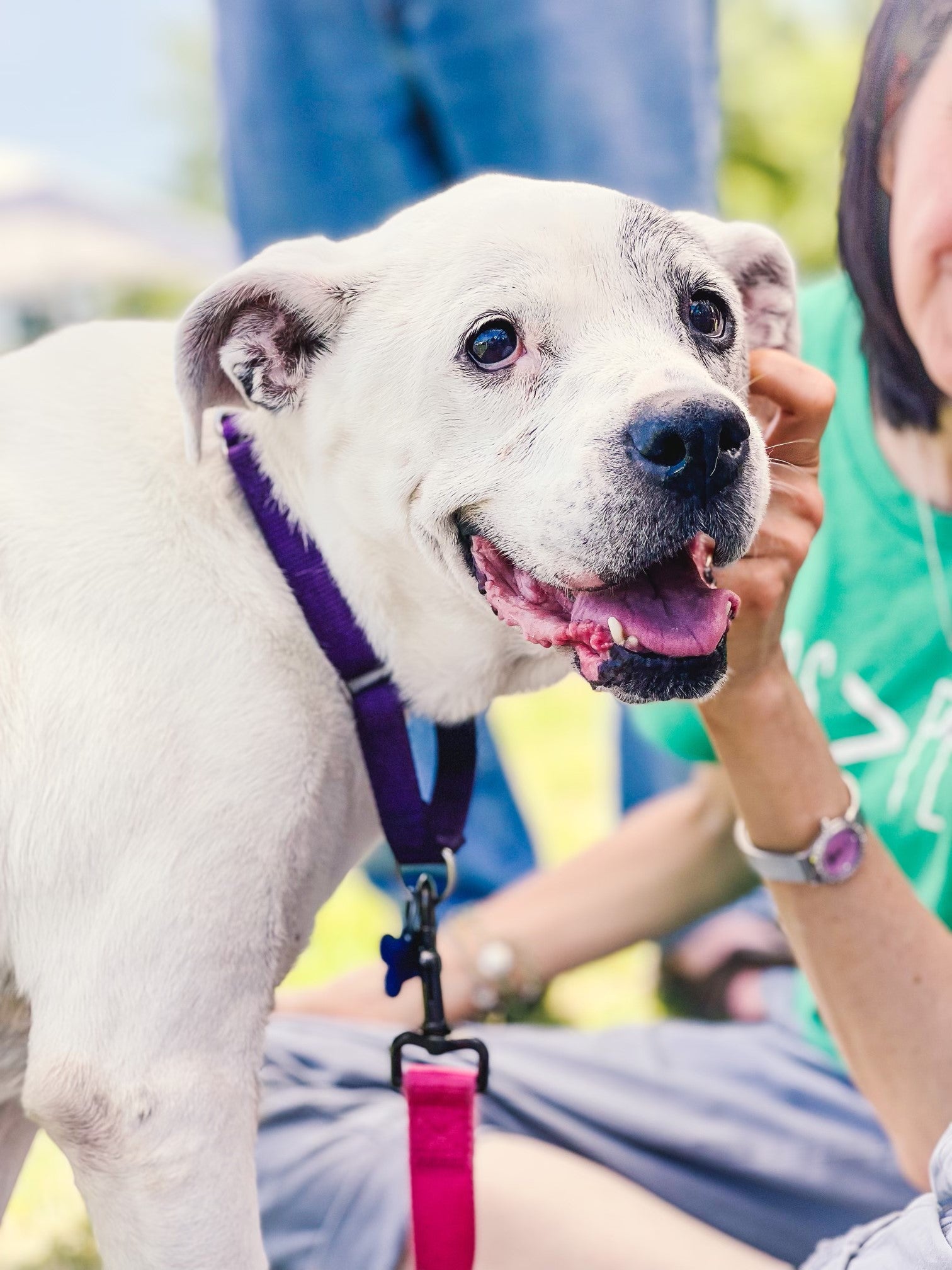 This is our newest pal, Hank! 🐶 He - Last Chance Arkansas