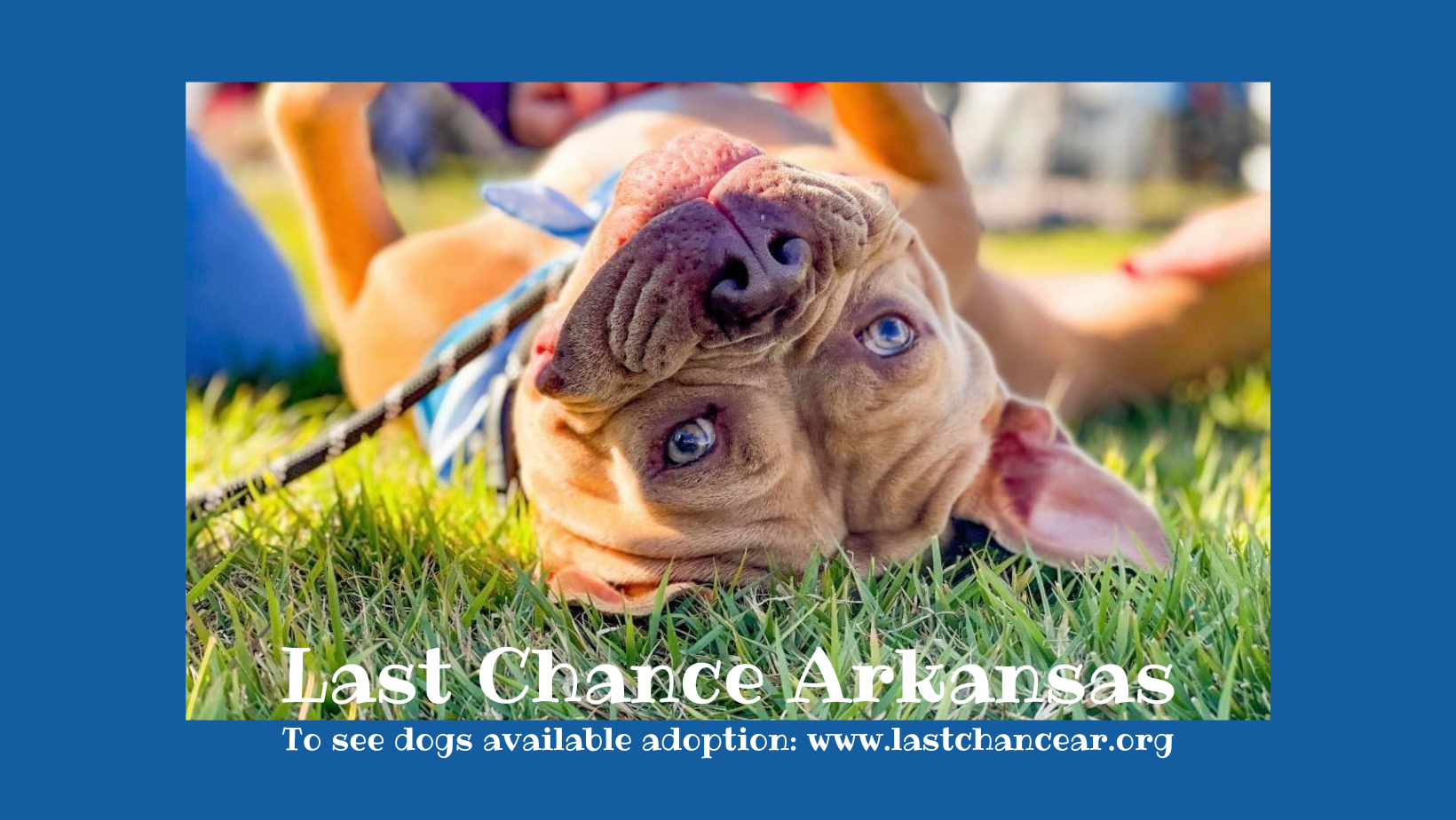 Puppy Last Chance Rescue Infratrol French Bulldog And Chihuahua